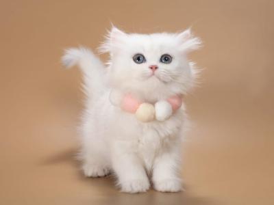 Daniela - British Shorthair - Gallery Photo #1