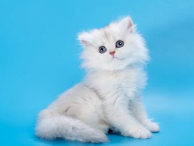 Daniel - British Shorthair - Gallery Photo #1
