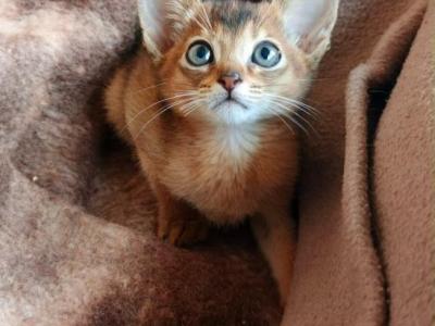 Franklin - Abyssinian - Gallery Photo #1