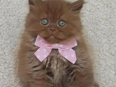 Urban Bri - British Shorthair - Gallery Photo #1