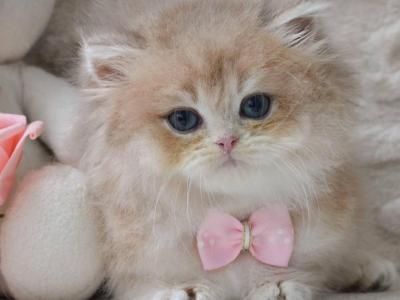 Elio - British Shorthair - Gallery Photo #1
