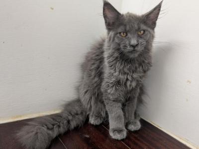 Female Blue - Maine Coon - Gallery Photo #1