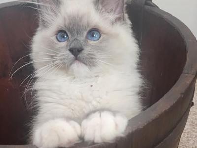 Indigo Ragdolls - Ragdoll - Gallery Photo #1