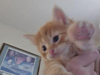 Oliver - Somali - Gallery Photo #1