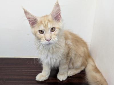 Red Silver Male - Maine Coon - Gallery Photo #1