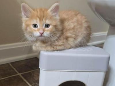 Olivia - Maine Coon - Gallery Photo #1