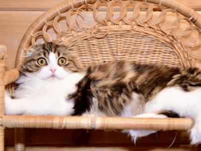 Duma - Scottish Fold - Gallery Photo #1
