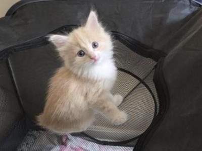 Kreah - Maine Coon - Gallery Photo #1