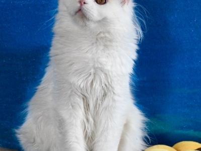 Charm - Scottish Straight - Gallery Photo #1