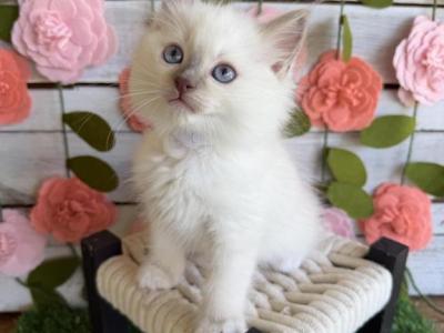 Slushie - Ragdoll - Gallery Photo #1