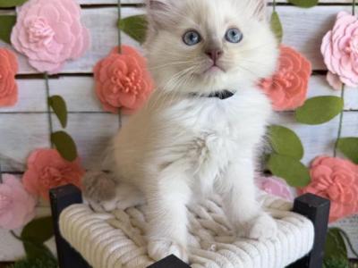 Gelato - Ragdoll - Gallery Photo #1