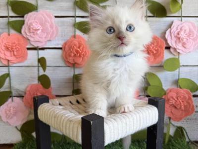 Bomb Pop - Ragdoll - Gallery Photo #1