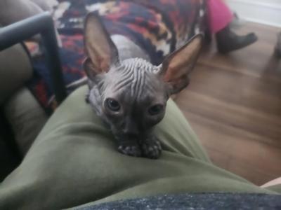 Weevil - Sphynx - Gallery Photo #1