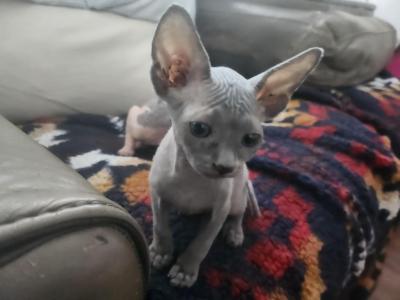 Atlas - Sphynx - Gallery Photo #1