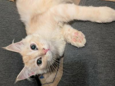 Axel - Maine Coon - Gallery Photo #1