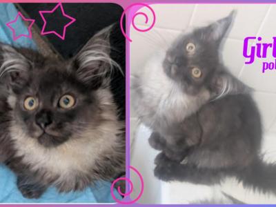 Eclipse Polydactyl - Maine Coon - Gallery Photo #1