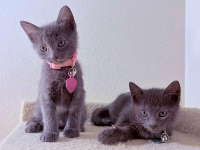 Russian Blue Kittens - Russian Blue - Gallery Photo #1
