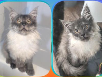 Tsunami Polydactyl - Maine Coon - Gallery Photo #1