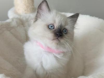 Polly - Ragdoll - Gallery Photo #1