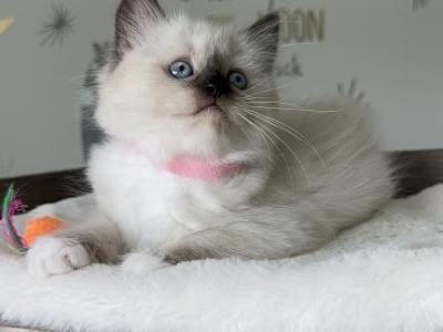 Polly - Ragdoll - Gallery Photo #1