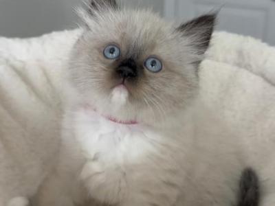 Ruby - Ragdoll - Gallery Photo #1
