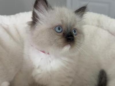 Ruby - Ragdoll - Gallery Photo #1