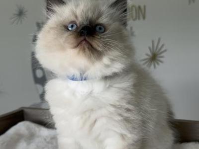Onyx - Ragdoll - Gallery Photo #1