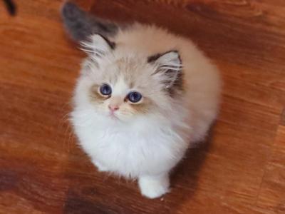 Seal Lynx Bicolor - Ragdoll - Gallery Photo #1