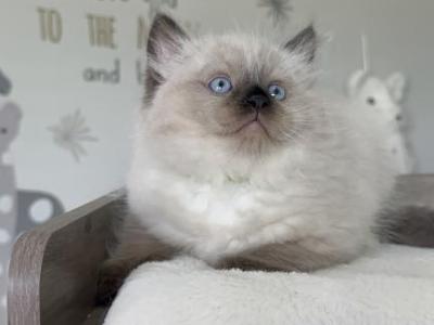 Ash - Ragdoll - Gallery Photo #1
