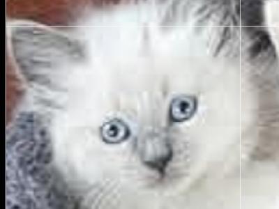 Blue Point And Flame Point Balinese Kittens - Balinese - Gallery Photo #1