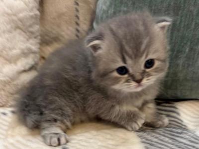 Milo - Persian - Gallery Photo #1