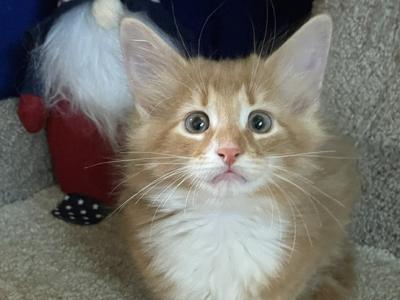 Tigger - Norwegian Forest - Gallery Photo #1