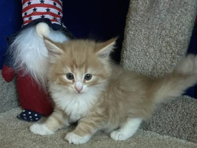 Rosie - Norwegian Forest - Gallery Photo #1