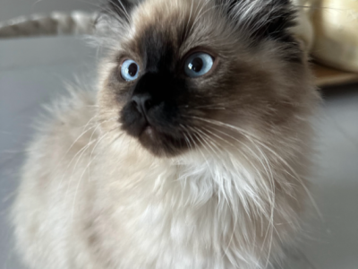 Cocoa - Ragdoll - Gallery Photo #1