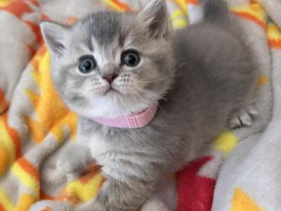 Hera - British Shorthair - Gallery Photo #1