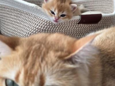 Mochi - British Shorthair - Gallery Photo #1