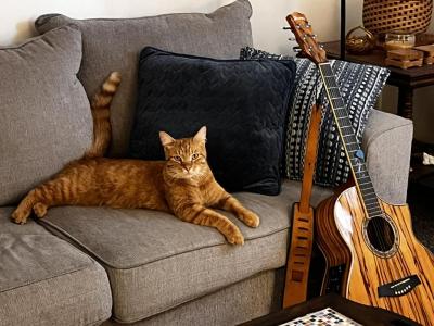Jonesy - American Shorthair - Gallery Photo #1