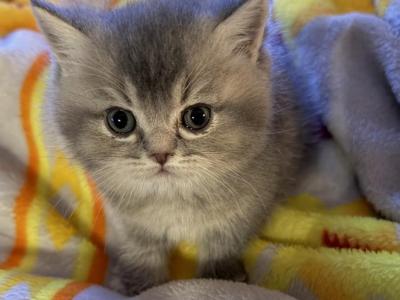 Zeus - British Shorthair - Gallery Photo #1