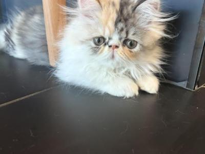 Female Persian Half Black Face Half Tan - Persian - Gallery Photo #1
