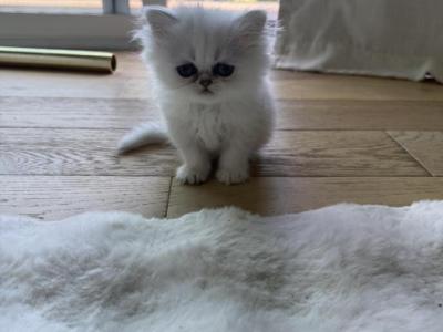 Chinchilla Persian Fancy Feast Kittens - Persian - Gallery Photo #1