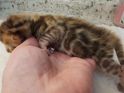 Kasha Brown Rosetted Bengal Kitten Available - Bengal - Gallery Photo #1