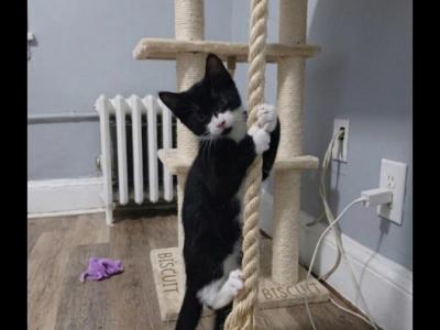 Biscuit - Domestic - Gallery Photo #1