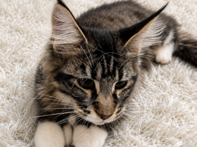 Aramis - Maine Coon - Gallery Photo #1