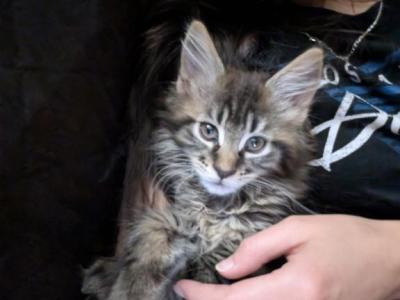 Athos - Maine Coon - Gallery Photo #1