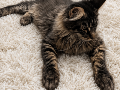 Parthos - Maine Coon - Gallery Photo #1