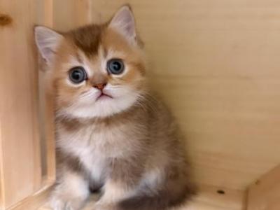 British Golden Kittens - British Shorthair - Gallery Photo #1