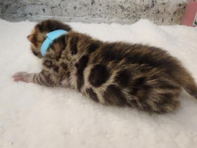 Loki Brown Rosetted Bengal Kitten For Sale - Bengal - Gallery Photo #1