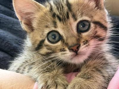 Bengal - Bengal - Gallery Photo #1