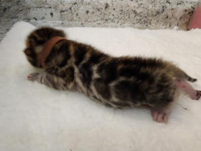 Thor Red Rosetted Bengal Kitten For Sale - Bengal - Gallery Photo #1