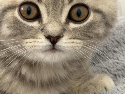 British Male - British Shorthair - Gallery Photo #1